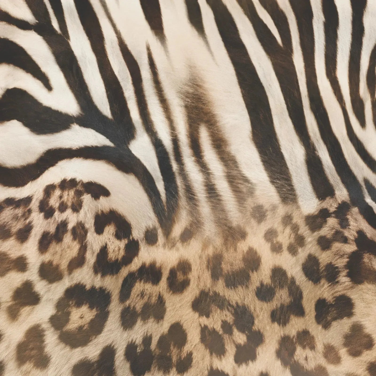 Zebra Leopard Jelly Firkin Bag tpu